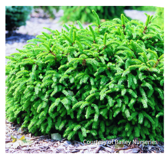 Picea a. 'Pumila' bush image Courtesy of Bailey Nurseries